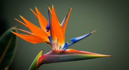 Closeup of Vibrant Orange and Blue Bird of Paradise Flower
