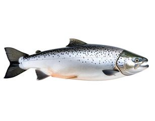 Obraz premium Ocean's Silver Gem: A vibrant Atlantic salmon glimmers, its scales reflecting the light as it presents the essence of the ocean. A symbol of vitality and purity.