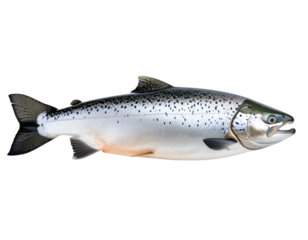 Ocean's Silver Gem: A vibrant Atlantic salmon glimmers, its scales reflecting the light as it presents the essence of the ocean. A symbol of vitality and purity.