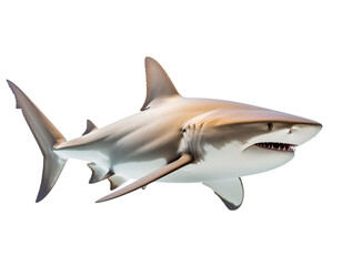 Apex Predator's Profile: A majestic shark glides effortlessly, showcasing its sleek, formidable form and the raw power of the underwater kingdom.