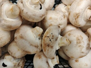 mushrooms on a white background