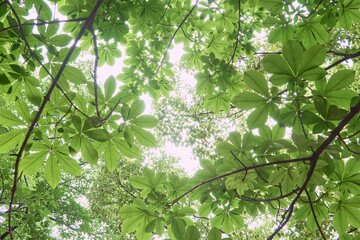 新緑の季節の樹木を見上げる