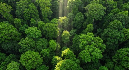 Naklejka premium Lush Rainforest Canopy An Aerial View of Vibrant Green Foliage and Sunlight