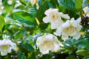 初夏を彩るクチナシの白い花の背景画像