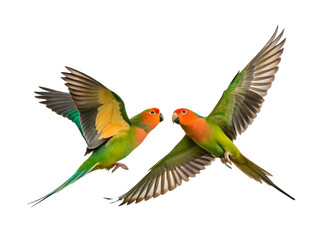 Obraz premium green, red and yellow macaw isolated on white background