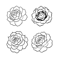 Peony in layered form line art