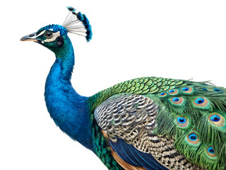 Portrait of a Peacock, isolated on white background