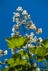 Blühender Bohnenbaum