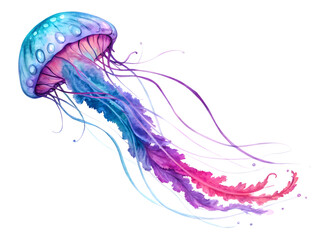 jellyfish isolated on white background