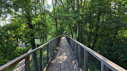 Elevated wooden walkway with mesh railings winds through a dense forest of leafy trees, creating a shaded path for nature walks and wildlife observation in summer