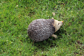 European hedgehog erinaceus europaeus figure with distinctive spiny coat walks across lush green grass, foraging in daylight  detailed view shows its pointed snout and small brown eyes © hecos