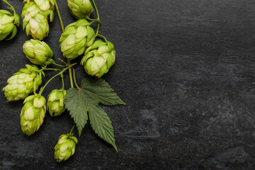 Green hops cones on black background
