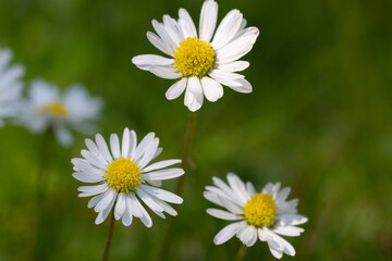 Close-up of daisy flowers in a green meadow