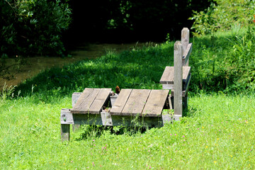 Old wooden bench and table with missing planks sit in tall green grass by a shaded riverbank,...