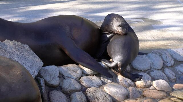 A California sea lion nursing its pup
