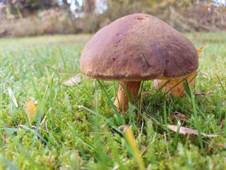 mushroom in the grass
