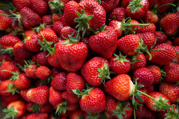 The strawberry harvest close up