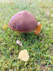 mushroom in the forest