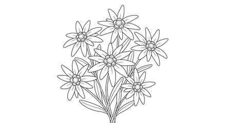 Edelweiss flower drawing coloring page for kids and adults botanical illustration art on transparent background
