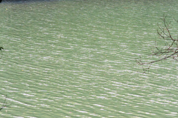 池の水面に風が波紋を作る01