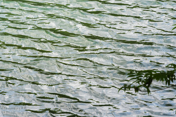 池の水面に風が波紋を作る07