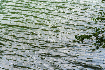 池の水面に風が波紋を作る08