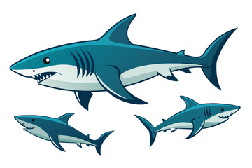shark vector illustration