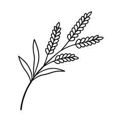 floral mimosa branch line art vector