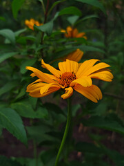 Single Orange False Sunflower Against Dark Green Foliage