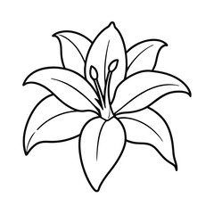lily flower outline vector illustration