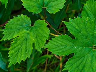 Vibrant Green Leaves of a Climbing Vine Plant