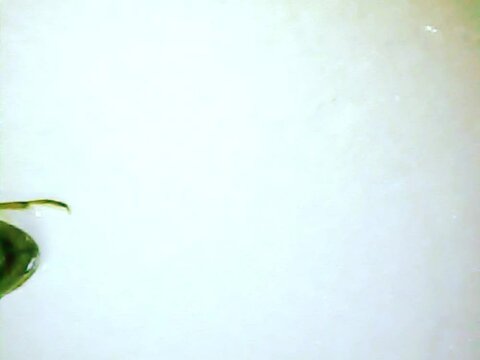 Aquatic bug ona microscope glass