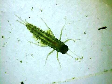 Aquatic inset larva on a microscope glass