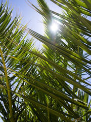 Sunlight filters through vibrant date palm leaves, close-up against a clear blue sky on a sunny day.