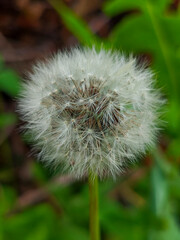 Detailed Close-up of a Dandelion Seed Head