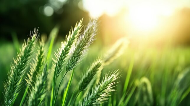 Sunlight illuminates a lush green grass field, representing serenity and tranquility in nature, inviting viewers to connect with the beauty and peace of the outdoors.