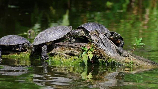 European pond turtles (Emys orbicularis) on a log. Group of turtles basking, sunbathing, lake life, summer day, sunny weather, freshwater reptiles, wildlife photography, nature background.