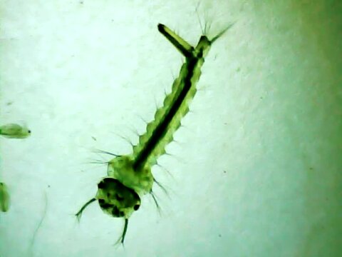 Mosquito larva  ona mocroscope glass