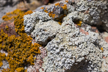 Moss in the Berlenga grande island, Portugal
