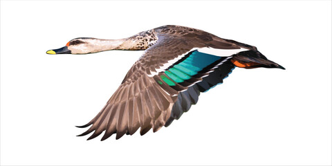 Graphic vector art of an Indian Spot-billed Duck flying. The duck has a yellow-tipped bill, brown speckled body, and a vibrant iridescent green and blue speculum on its wings. 