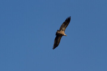 Vulture in Hoces del Rio Riaza Natural Park, Segovia, Castilla y Leon, Spain