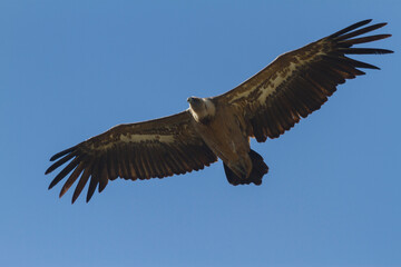 Vulture in the Rio Lobos Canyon Natural Park, Soria, Castilla y Leon, Spain