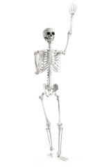 Human skeleton waving hand on white background
