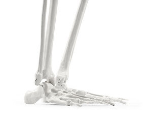 Feet of human skeleton isolated on white background