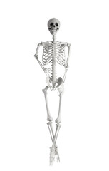 Scary human skeleton isolated on white background