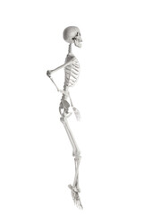 Scary human skeleton isolated on white background
