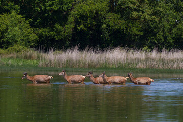 Deers in Salburua, Vitoria, Alava, Spain