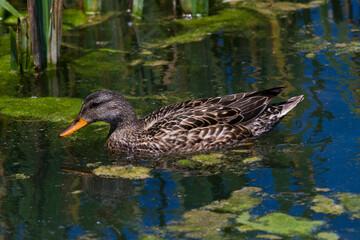 Duck in Salburua, Vitoria, Alava, Spain