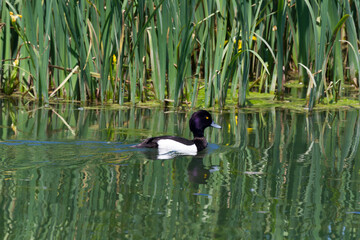 Aythya marila, Salburua, Vitoria, Alava, Spain