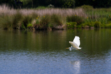 White heron, Vitoria, Alava, Spain